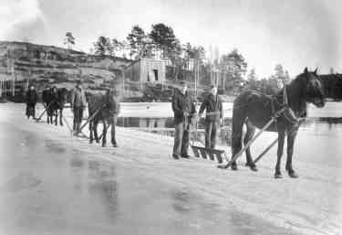 Horse drawn ploughs being used to cut ice in a lake