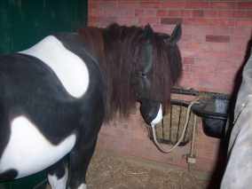 Horse in stable exhibition. A brown and white horse looks back at the visitor in his stall